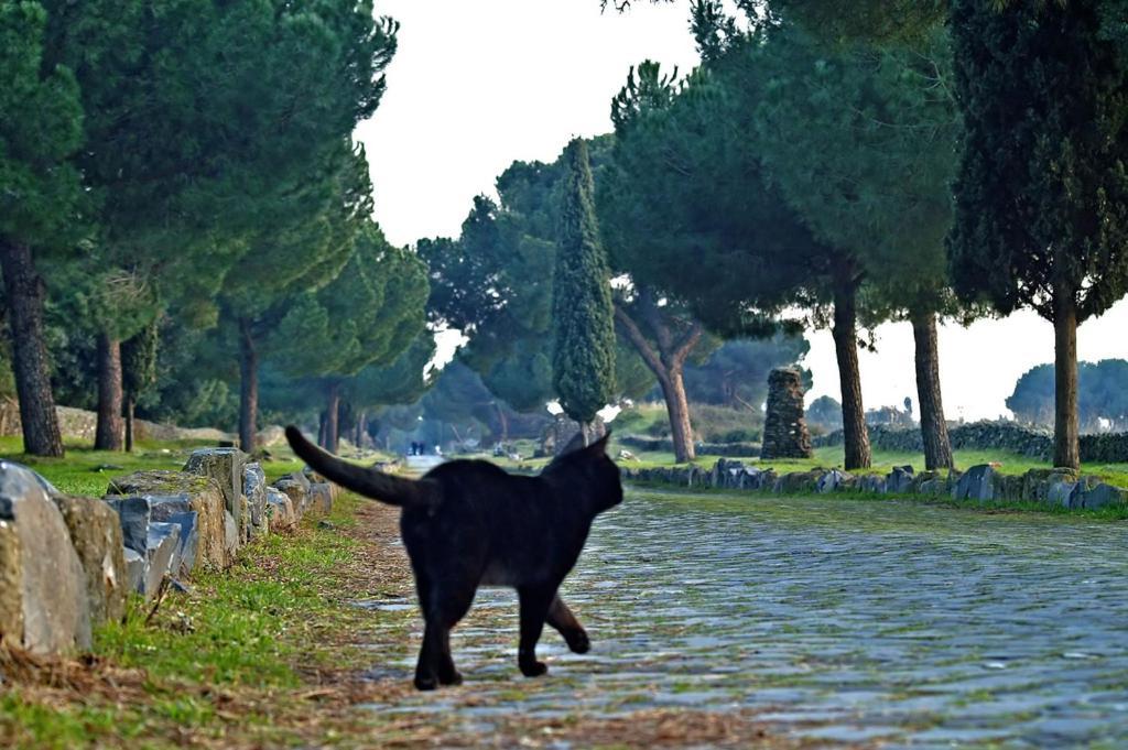 B&B Appia Felis Rom Exterior foto